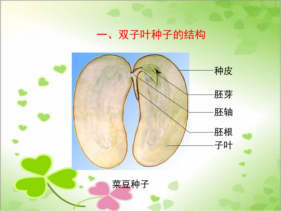 2022年冀教初中生物八上《种子萌发的过程》公开课课件4.ppt_第3页