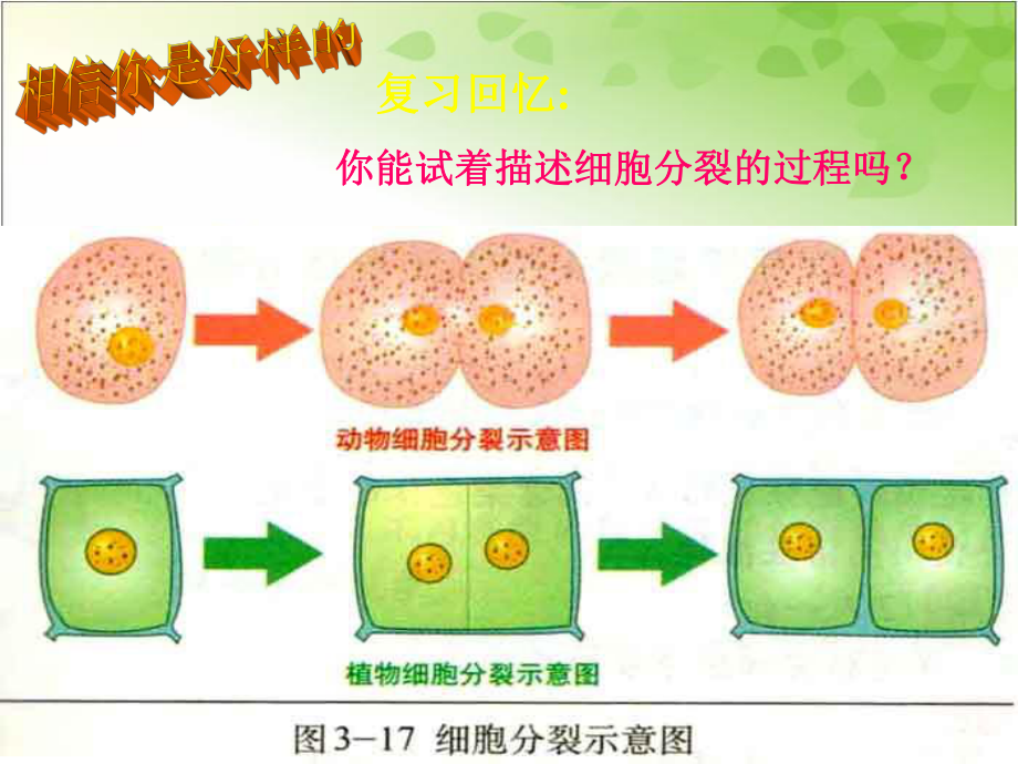 2022年冀教初中生物七上《细胞分化形成组织》公开课课件2.ppt_第3页