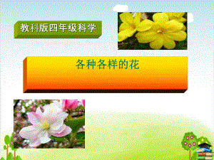 《各种各样的花》课件｜教科版1.ppt