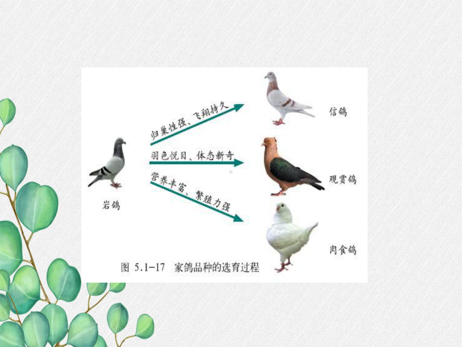 2022年济南初中生物八下《生物进化的原因》公开课课件4.ppt_第1页