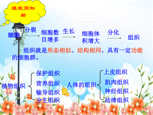 2022年冀教初中生物七上《多细胞生物体》公开课课件.ppt