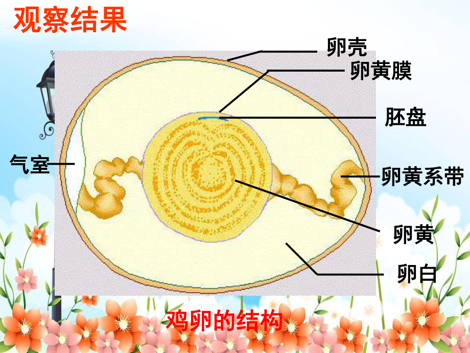 2022年冀教初中生物八下《动物的生殖和发育》公开课课件3.ppt_第3页