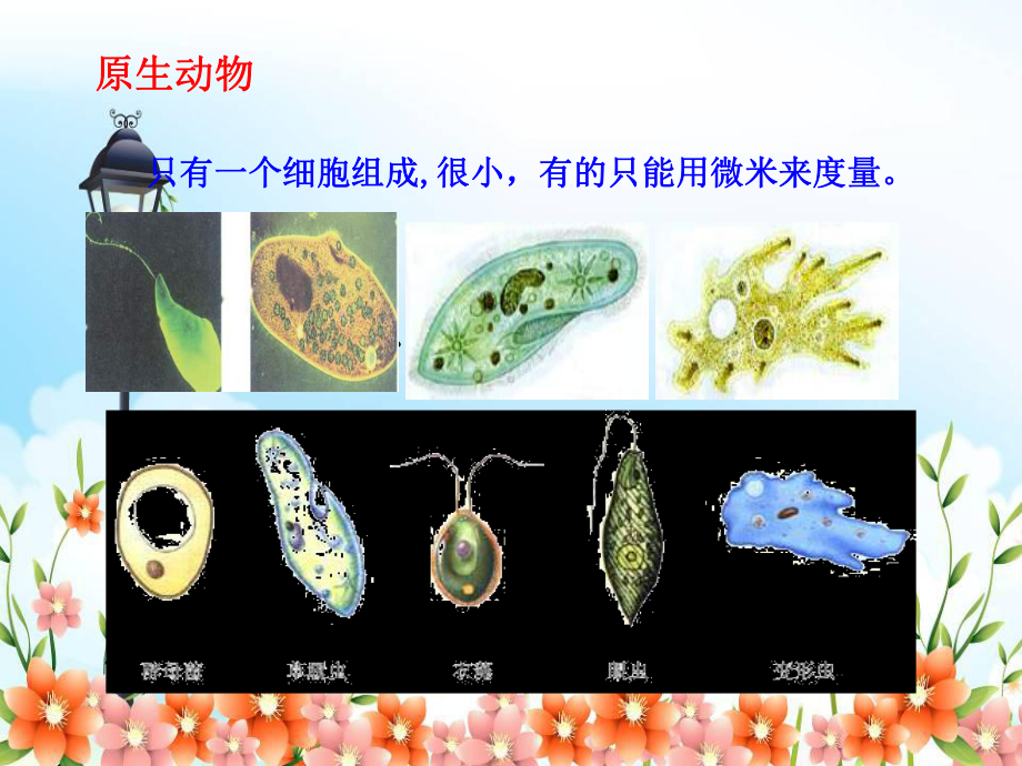 2022年济南初中生物七上《无脊椎动物的主要类群》公开课课件3.ppt_第2页