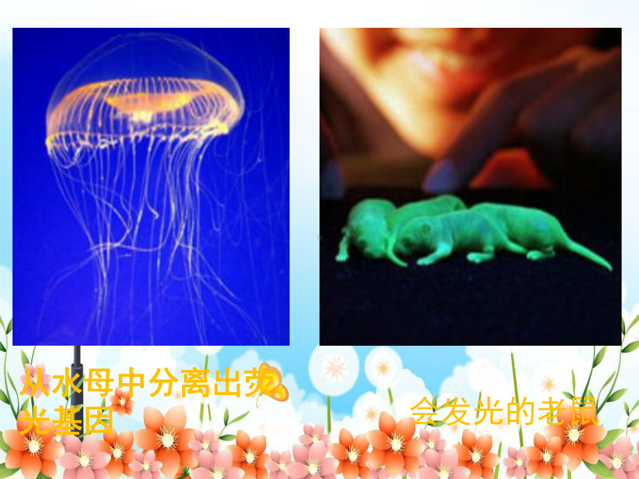 2022年北师大初中生物八年级下册《现代生物技术》公开课课件7.ppt_第2页