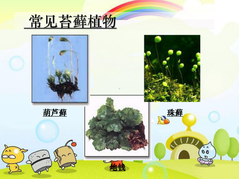 2022年冀教初中生物七上《苔藓植物与蕨类植物》公开课课件2.ppt_第3页