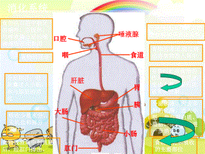 2022年冀教初中生物七下《营养物质的吸收和利用》公开课课件3.ppt