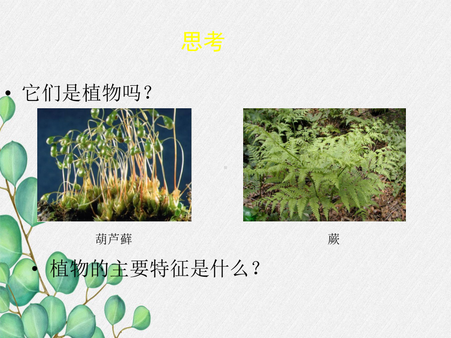 2022年北师大初中生物八年级下册《植物的主要类群》公开课课件6.ppt_第2页