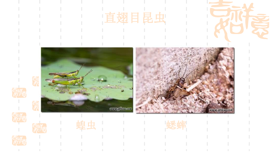 [八年级生物课件]空中飞行的动物-课件.ppt_第3页