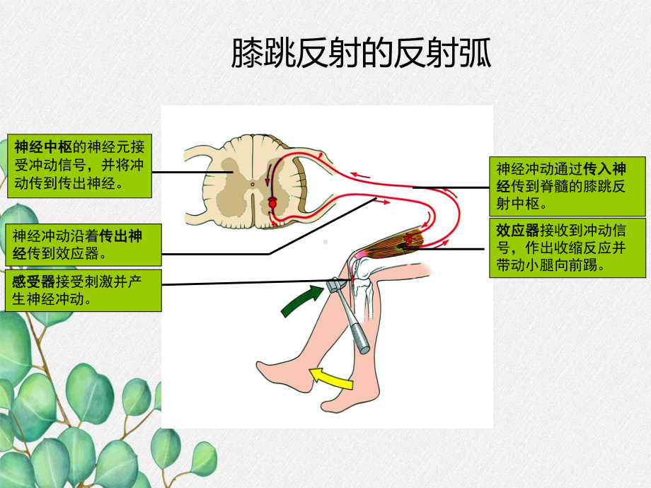 2022年冀教初中生物七下《信息的处理》公开课课件2.ppt_第3页