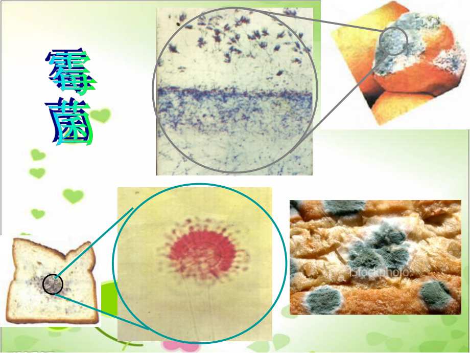 2022年北师大初中生物八年级上册《微生物在生物圈中的作用》公开课课件3.ppt_第1页