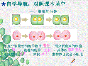 2022年济南初中生物七上《细胞的分裂与分化》公开课课件3.ppt