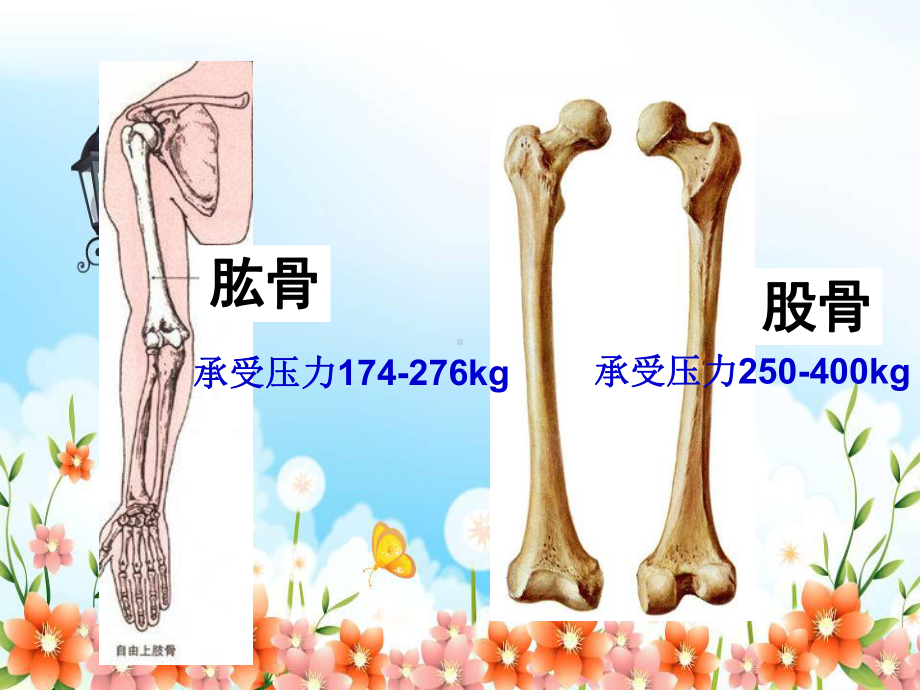 2022年北师大初中生物八年级上册《动物运动的形成》公开课课件15.ppt_第2页