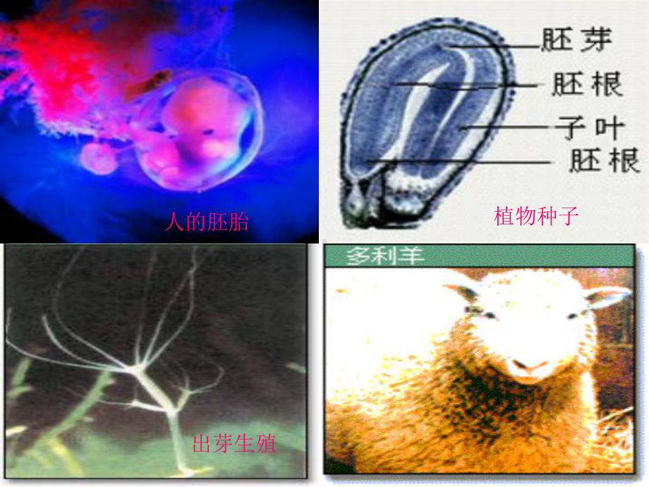 2022年北师大初中生物八年级上册《人的生殖和发育》公开课课件11.ppt_第1页