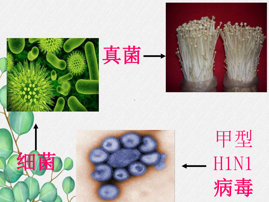 2022年北师大初中生物七年级上册《形形色色的生物》公开课课件10.ppt_第2页