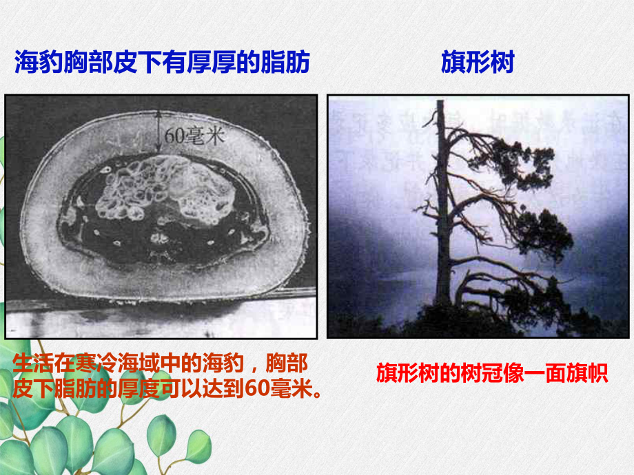 2022年冀教初中生物八下《生物对环境的适应和影响》公开课课件.ppt_第2页