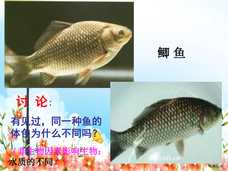 2022年冀教初中生物八下《生物与环境的关系》公开课课件2.ppt_第3页