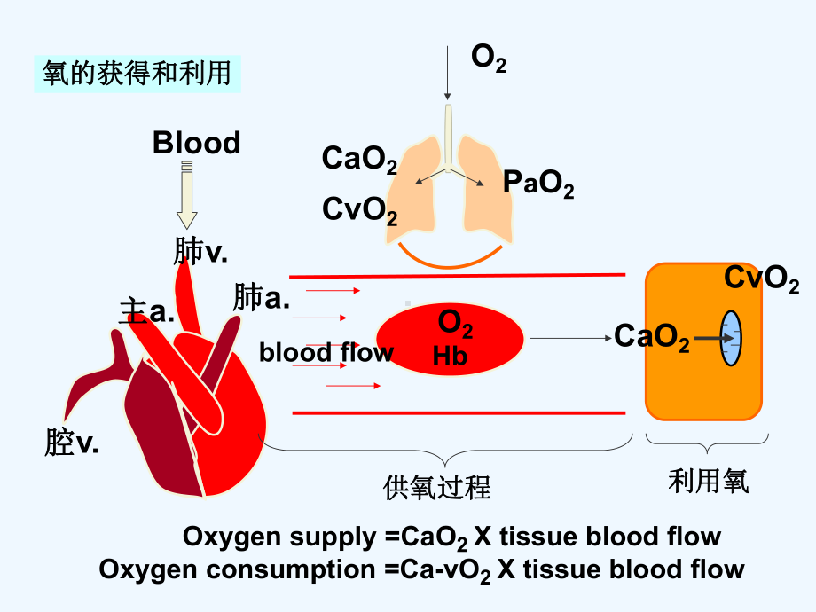 hypoxia缺氧病理生理教学课件.ppt_第2页