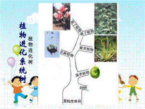 2022年冀教初中生物七上《藻类植物》公开课课件3.ppt