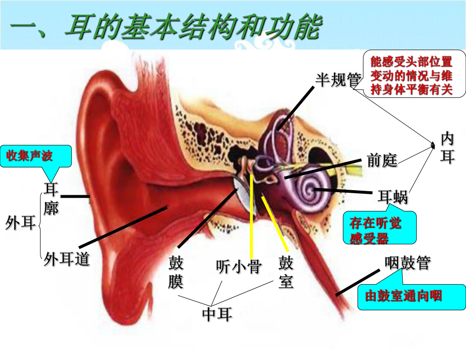 2022年北师大初中生物七年级下册《感受器和感觉器官》公开课课件2.ppt_第2页