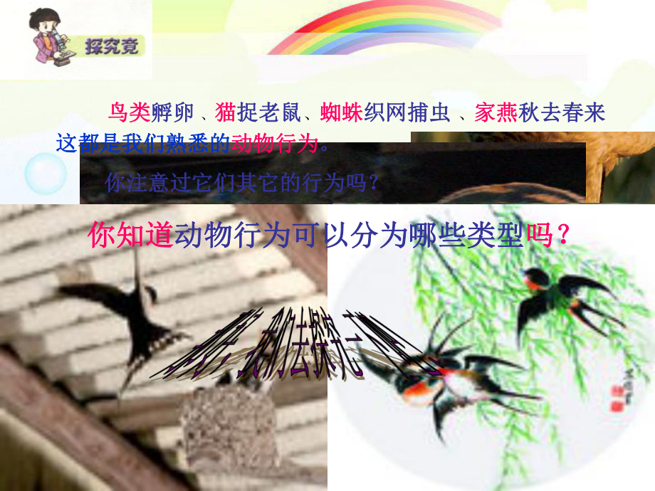 2022年北师大初中生物八年级上册《动物行为的主要类型》公开课课件3.ppt_第2页