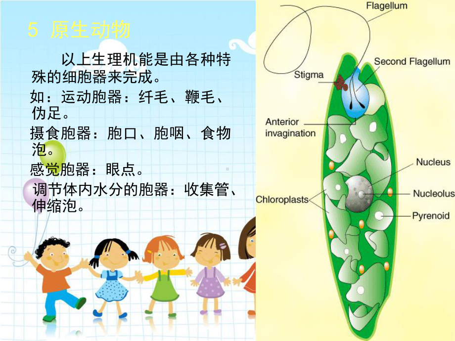 2022年北师大初中生物八年级下册《原生生物的主要类群》公开课课件5.ppt_第2页