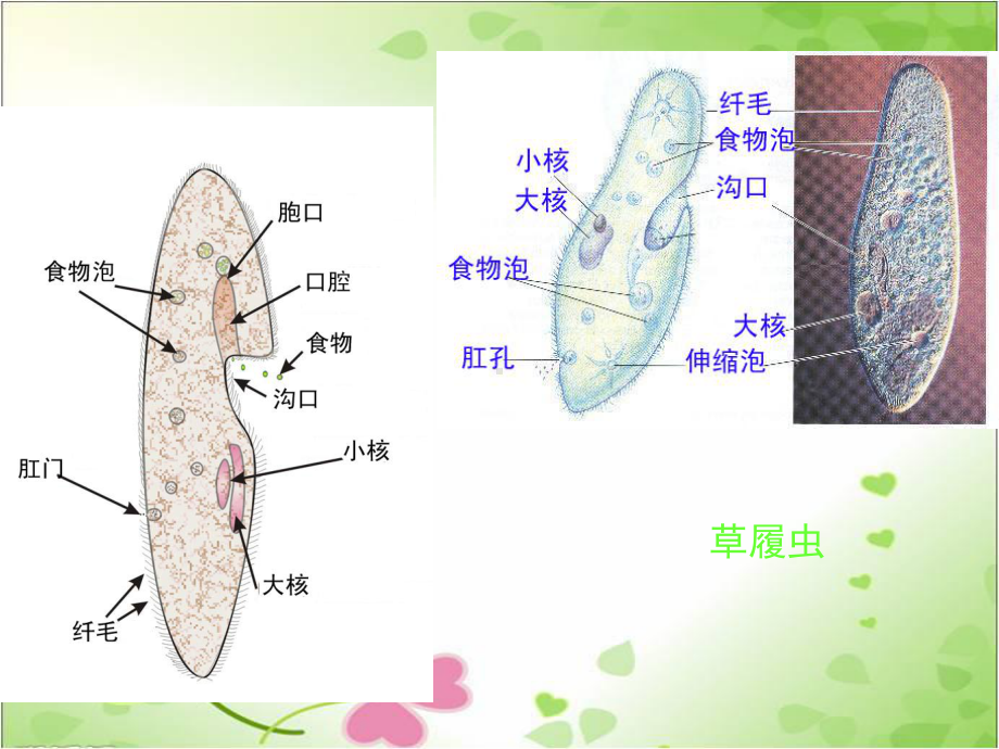 2022年北师大初中生物八年级下册《原生生物的主要类群》公开课课件5.ppt_第3页