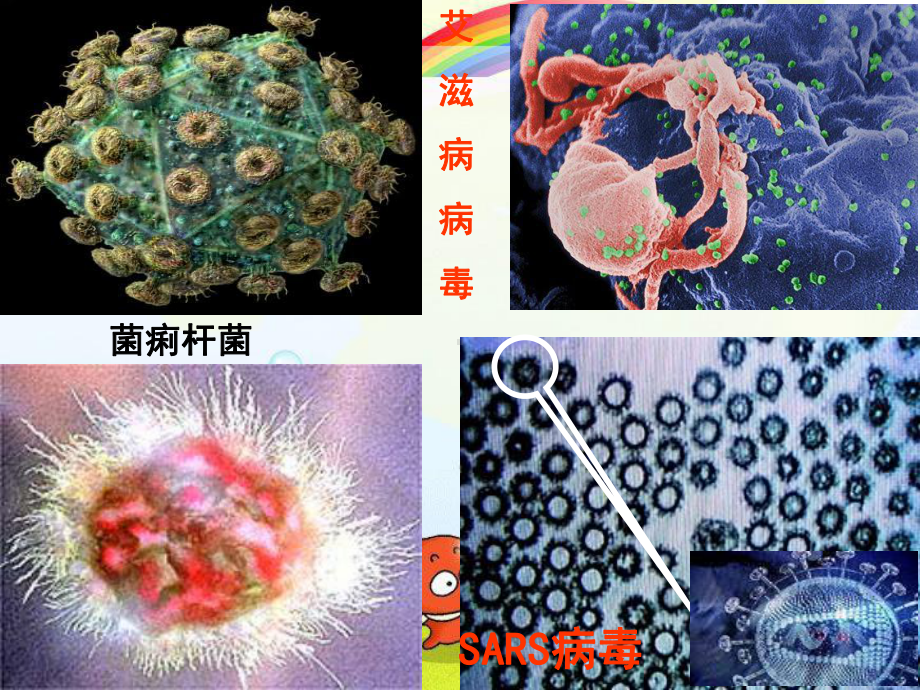 2022年北师大初中生物八年级上册《微生物与人类的关系》公开课课件7.ppt_第3页