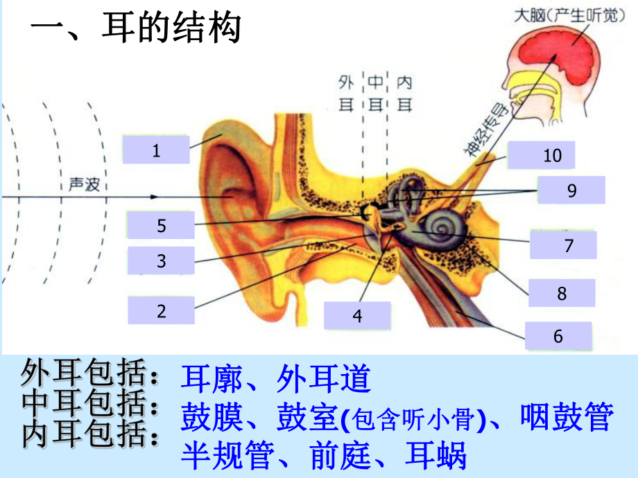 七年级下《耳和听觉》优秀课件浙教版1.ppt_第3页