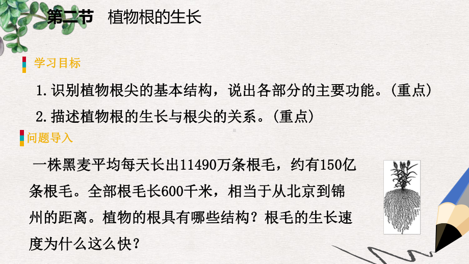 七年级生物上册第三单元第五章第二节植物根的生长课件新版苏教版.ppt_第3页