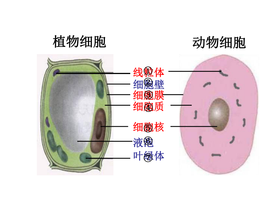 七年级生物细胞的生活-1优秀课件.pptx_第3页