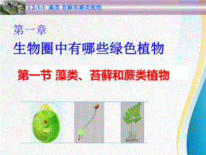 （七年级生物）藻类苔藓和蕨类植物课件.ppt