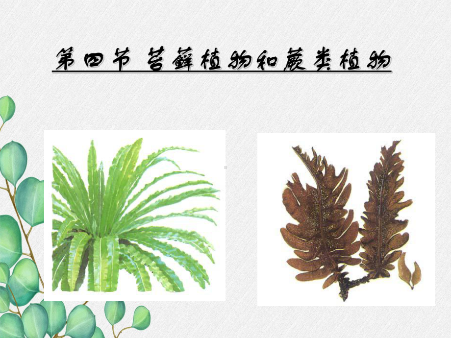 《苔藓植物与蕨类植物》课件-(公开课获奖)2022年冀教版-2.ppt_第3页