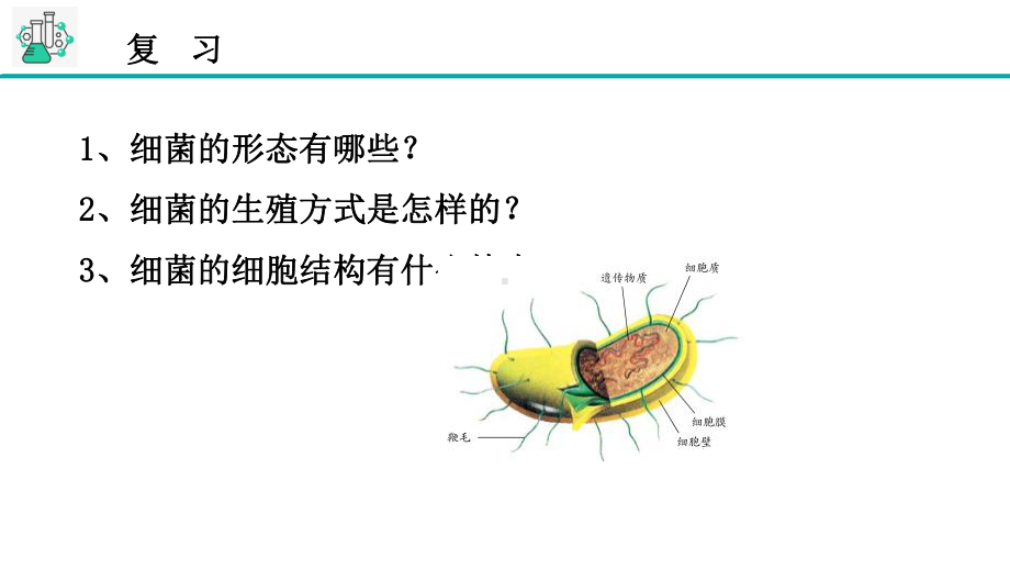 七年级下《细菌和真菌的繁殖》教学课件浙教版1.pptx_第2页