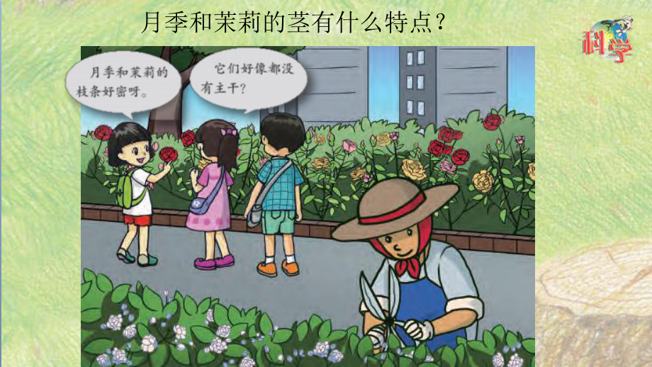 《月季和茉莉》课件粤教版小学1.pptx_第2页