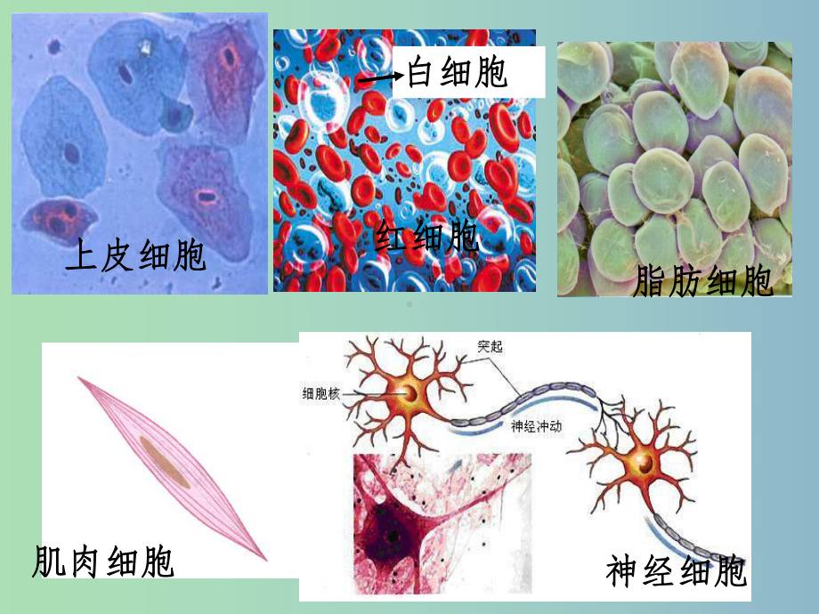 七年级生物下册《第四单元-第六章-第三节-神经调节的基本方式》-新人教版课件.ppt_第2页