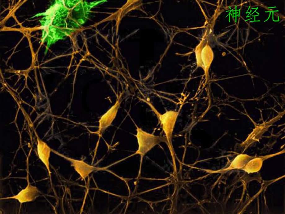 七年级生物下册《第四单元-第六章-第三节-神经调节的基本方式》-新人教版课件.ppt_第3页