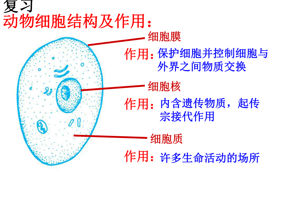 七年级上科学《生物体的结构层次》上课用课件1.ppt_第2页