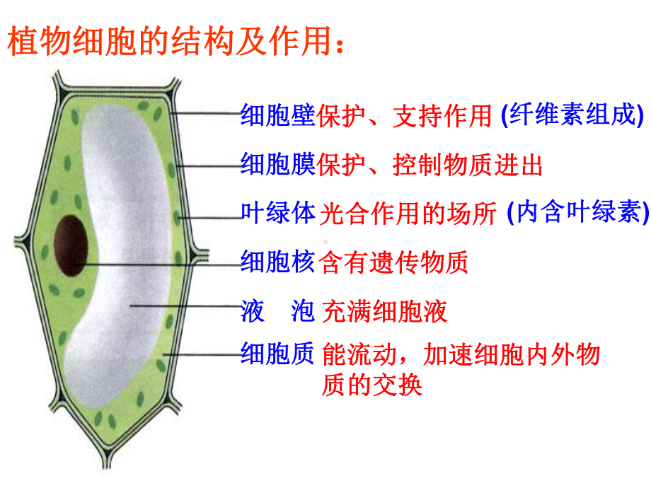 七年级上科学《生物体的结构层次》上课用课件1.ppt_第3页