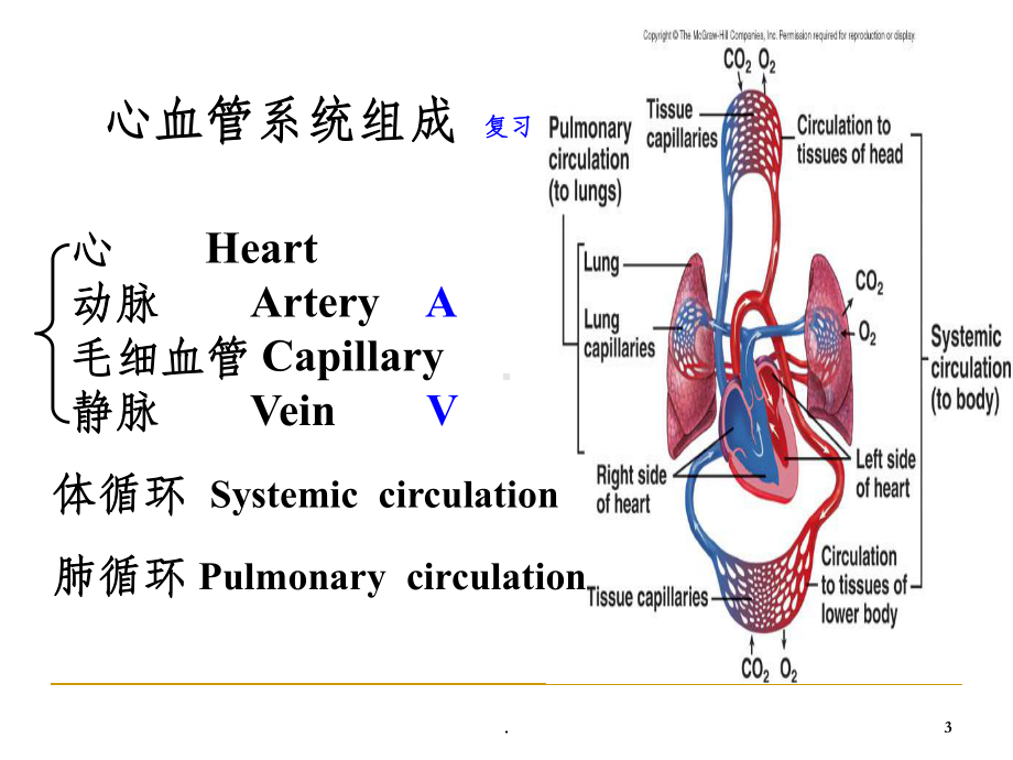 《系统解剖学》教学资料-动脉课件.ppt_第3页