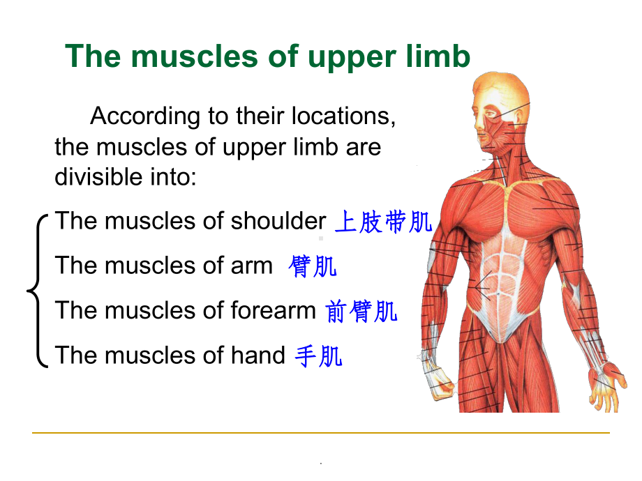 《系统解剖学》教学资料-四肢肌课件.ppt_第3页