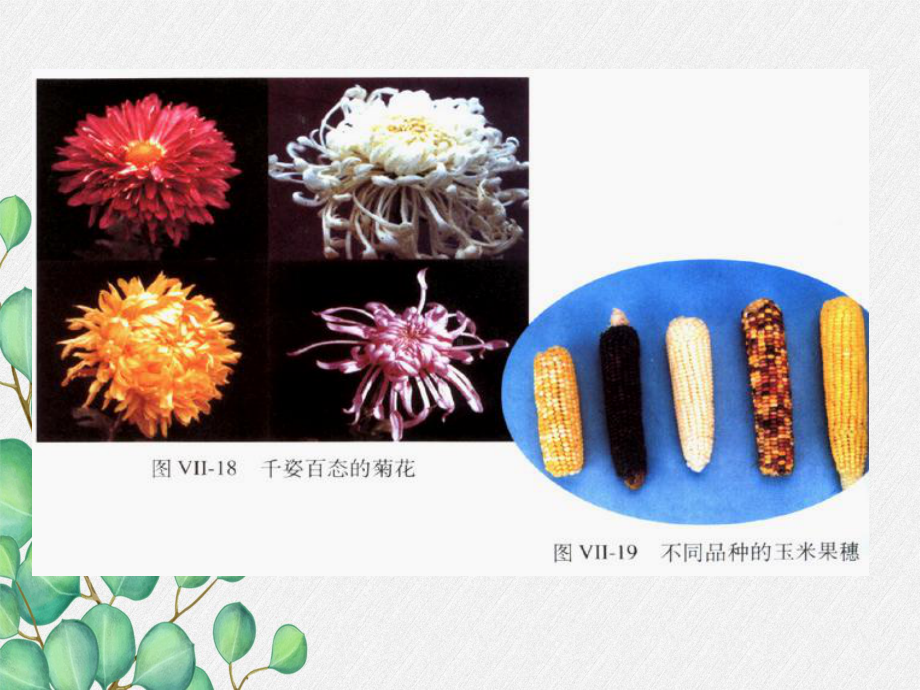 《生物的遗传和变异》课件-(公开课获奖)2022年冀教版-4.ppt_第3页