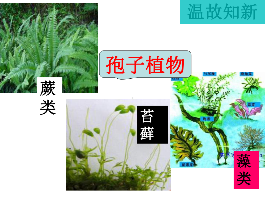 七年级生物种子的结构优秀课件.ppt_第2页