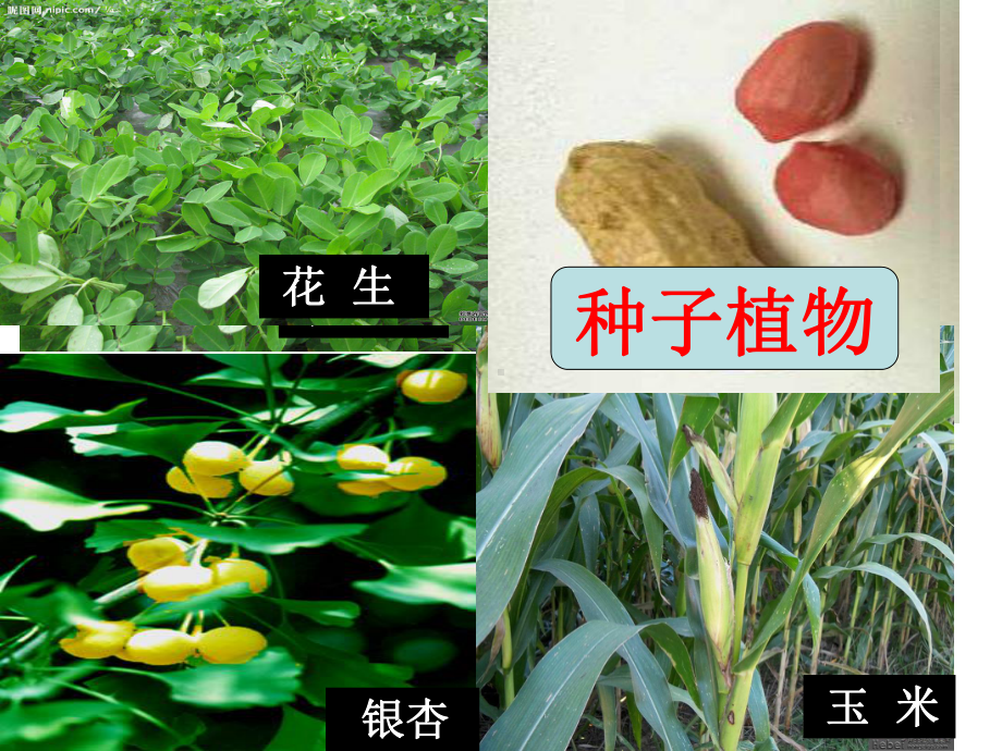 七年级生物种子的结构优秀课件.ppt_第3页