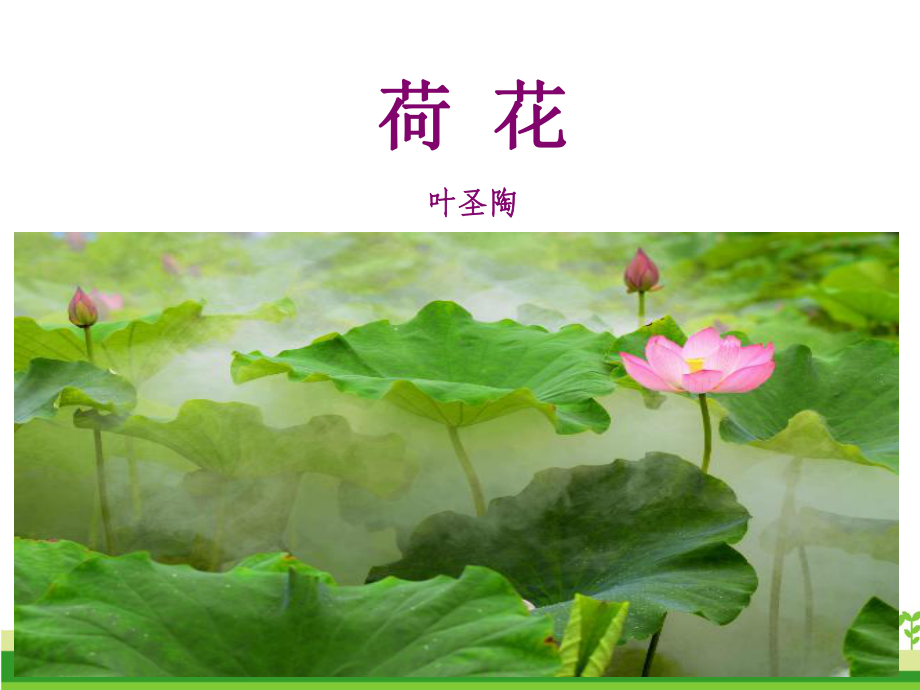 三年级下册语文课件-荷花.ppt_第1页