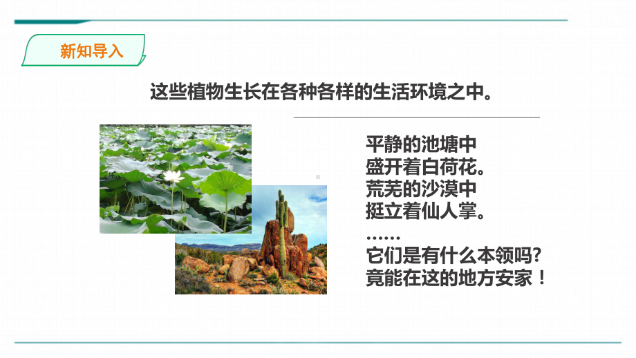 三年级下册科学《不同环境里的植物》苏教版课件.ppt_第3页