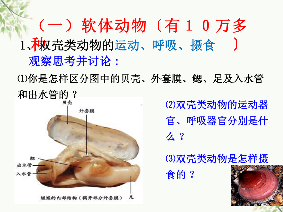 上海市某中学八年级生物上册-第五单元-第一章-第三节-软体动物和节肢动物课件1-新版新人教版.ppt_第2页