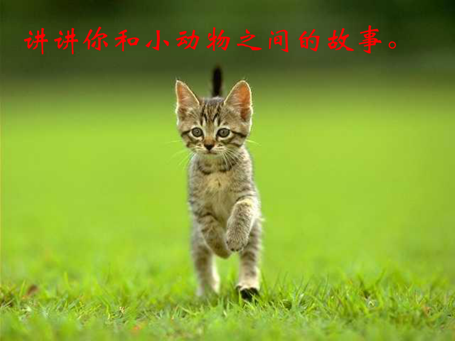 七年级语文《猫》优秀课件.ppt_第1页