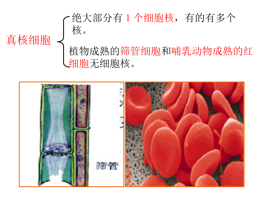 人教生物必修1第3章第3节细胞核-系统的控制中心高中生物公开课课件.pptx_第2页