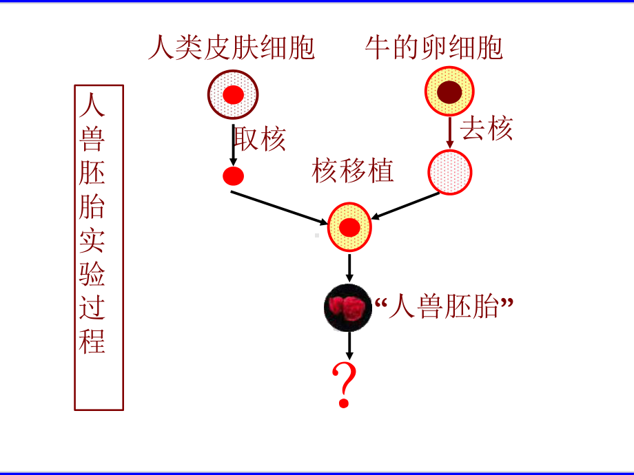 人教生物必修1第3章第3节细胞核-系统的控制中心高中生物公开课课件.pptx_第3页