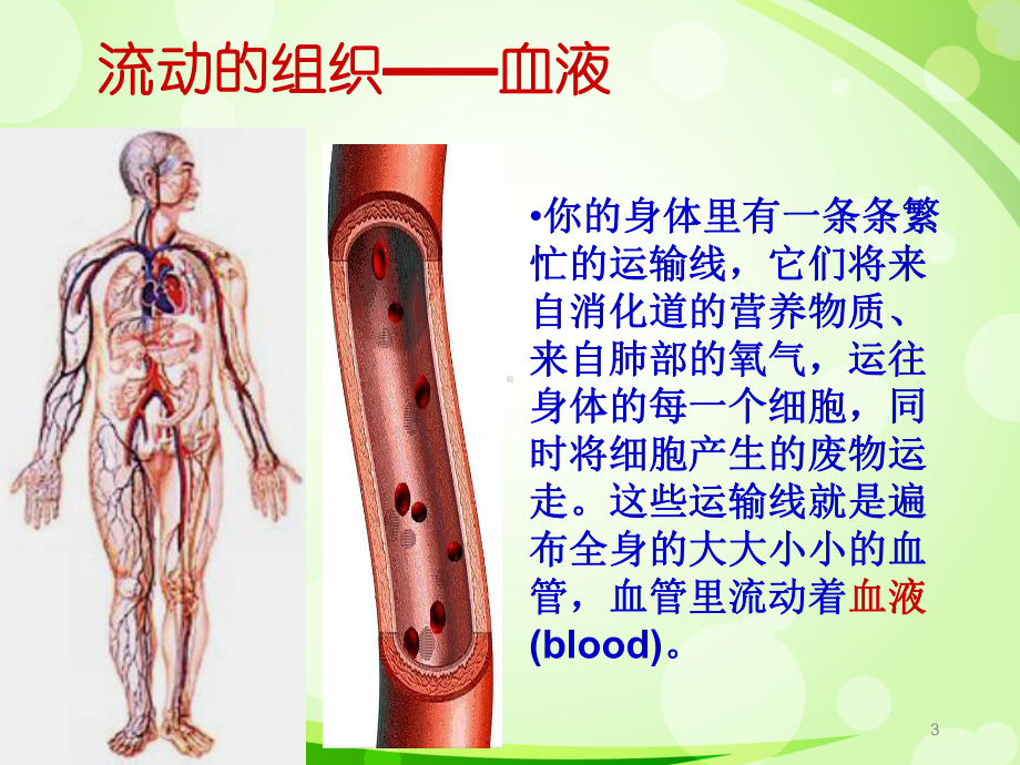 人教版初中生物《人体内物质的运输》模板课件.pptx_第3页